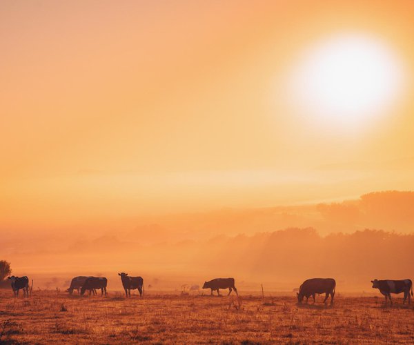 Applications are now open for the AgriRecovery Livestock Feed Assistance Initiative