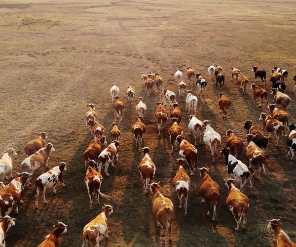 Prescribed regions for 2021 Livestock Tax Deferral announced